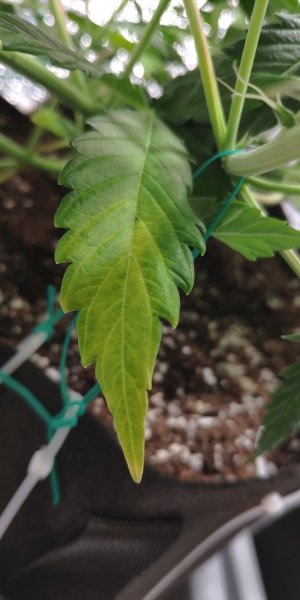 IMG_20230306_183335.jpg IMG_20230306_183335.jpg