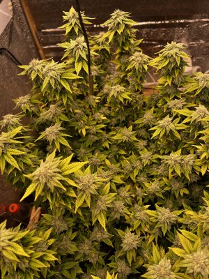 63D3591D-7A3B-45E4-839B-B6F78A23E342.jpeg 63D3591D-7A3B-45E4-839B-B6F78A23E342.jpeg