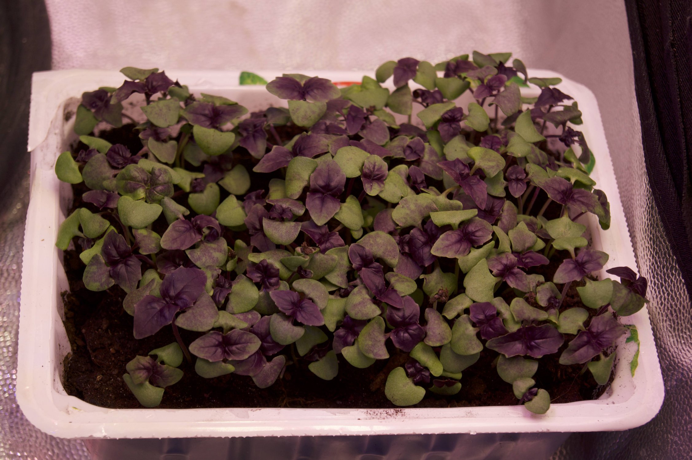 DSC04475.jpeg DSC04475.jpeg