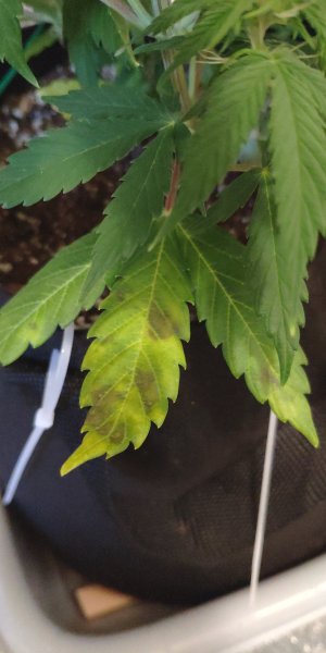 IMG_20230307_152106.jpg IMG_20230307_152106.jpg