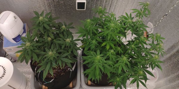 IMG_20230307_163433.jpg IMG_20230307_163433.jpg