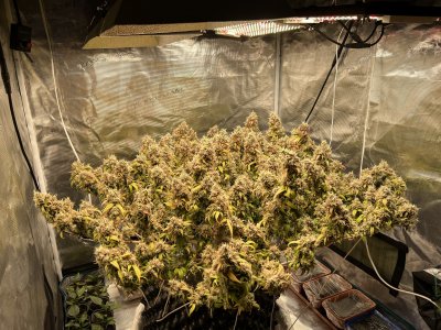 145F124E-AE77-464C-9BC4-528915C2913C.jpeg 145F124E-AE77-464C-9BC4-528915C2913C.jpeg