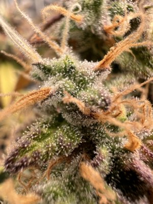 B6983A55-5D87-4CB9-9965-ADEEEC3A1EEE.jpeg B6983A55-5D87-4CB9-9965-ADEEEC3A1EEE.jpeg