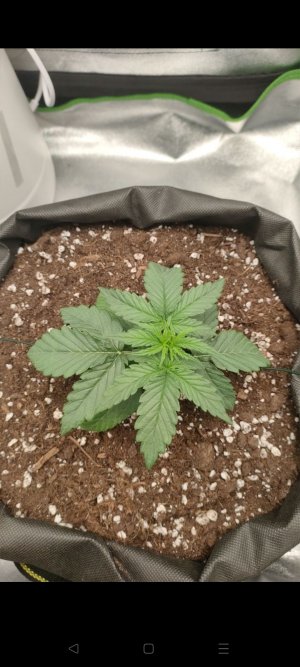 Screenshot_2023-03-10-08-50-45-93_948cd9899890cbd5c2798760b2b95377.jpg Screenshot_2023-03-10-08-50-45-93_948cd9899890cbd5c2798760b2b95377.jpg