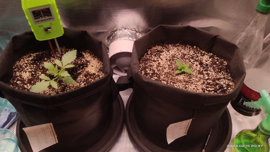 IMG_20230215_203702.jpg IMG_20230215_203702.jpg