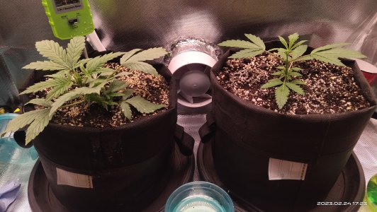 IMG_20230224_172319.jpg IMG_20230224_172319.jpg