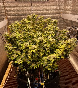 33FE0310-059B-4B79-82D7-1A226425239E.jpeg 33FE0310-059B-4B79-82D7-1A226425239E.jpeg