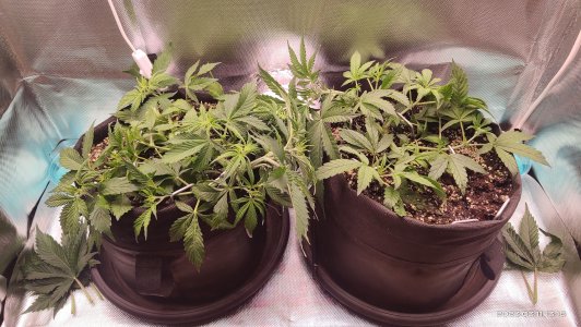 IMG_20230311_131648.jpg IMG_20230311_131648.jpg