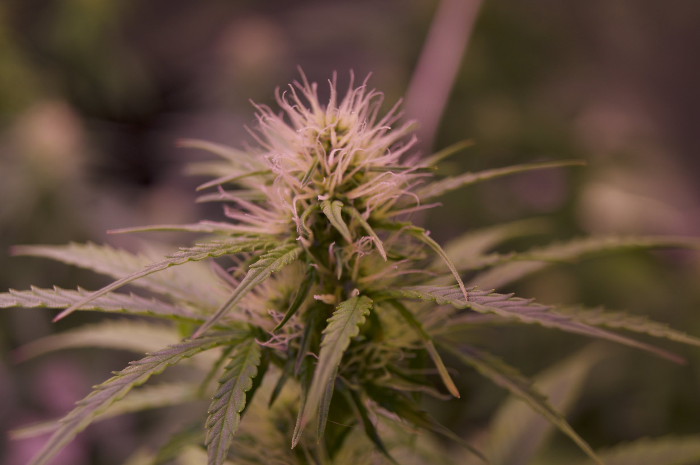 DSC04496.jpeg DSC04496.jpeg