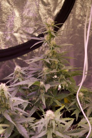 DSC04502.jpeg DSC04502.jpeg