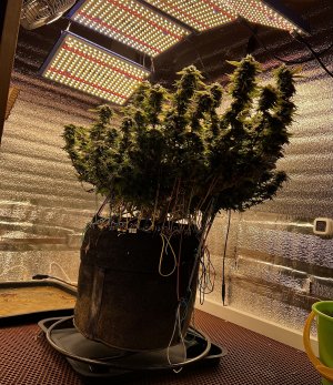 1685ECF7-CED9-4349-9F3C-851A7FAB7AA7.jpeg 1685ECF7-CED9-4349-9F3C-851A7FAB7AA7.jpeg