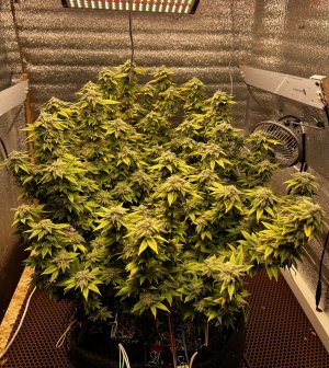 9B1F4F70-0519-4806-BB5D-E2F005B798C2.jpeg 9B1F4F70-0519-4806-BB5D-E2F005B798C2.jpeg