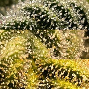 1C27D358-267B-4FDE-B66E-3C6577DEDBF3.jpeg 1C27D358-267B-4FDE-B66E-3C6577DEDBF3.jpeg