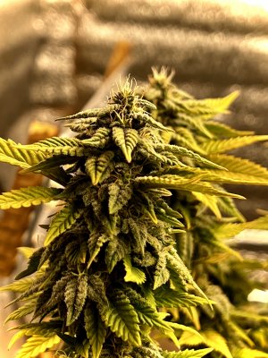 A27EFEE4-5D35-43C9-B915-6629C9873D41.jpeg A27EFEE4-5D35-43C9-B915-6629C9873D41.jpeg