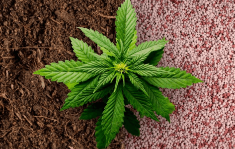 1678736155305.png 1678736155305.png