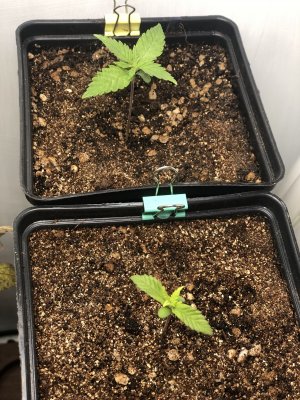 86B091D3-22E9-41A4-A5B3-764FF0B0C3D8.jpeg 86B091D3-22E9-41A4-A5B3-764FF0B0C3D8.jpeg