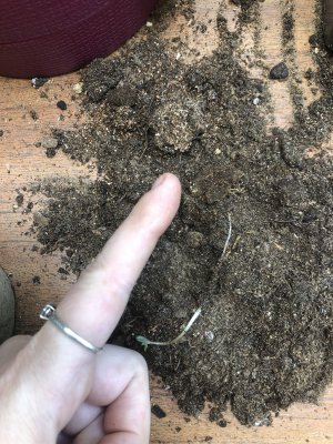 8FC34743-E351-427E-9106-73C669C2ED49.jpeg 8FC34743-E351-427E-9106-73C669C2ED49.jpeg