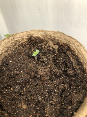 BCB35C05-498D-40E9-80BE-B0C4850016B4.jpeg BCB35C05-498D-40E9-80BE-B0C4850016B4.jpeg