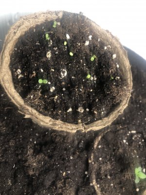 F57F40C0-D39D-4363-932E-C46A2CACA833.jpeg F57F40C0-D39D-4363-932E-C46A2CACA833.jpeg