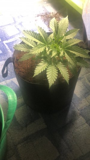 E293B71E-10FD-428C-BB77-9E6570D912B4.jpeg E293B71E-10FD-428C-BB77-9E6570D912B4.jpeg