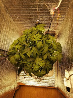 IMG_20230314_193815.jpg IMG_20230314_193815.jpg