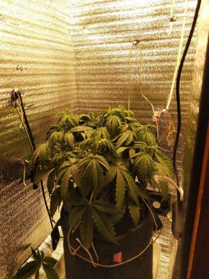 IMG_20230314_193825.jpg IMG_20230314_193825.jpg