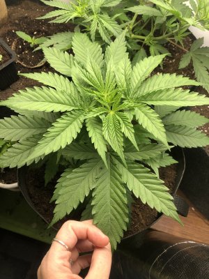 559EE465-A5AB-4E4E-B57B-43706D2539CC.jpeg 559EE465-A5AB-4E4E-B57B-43706D2539CC.jpeg