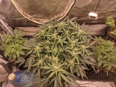 IMG_20230315_181544_183.jpg IMG_20230315_181544_183.jpg