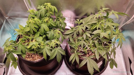 IMG_20230315_204643.jpg IMG_20230315_204643.jpg