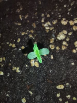 IMG_20230316_120857.jpg IMG_20230316_120857.jpg