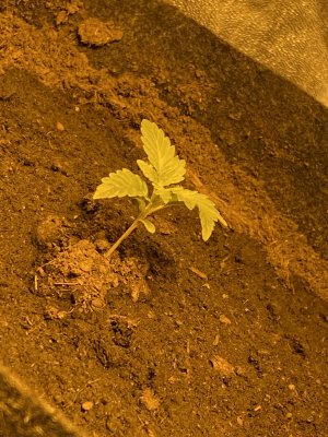 IMG_5600.JPG IMG_5600.JPG