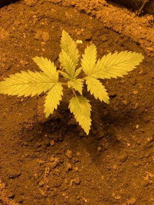 IMG_5604.JPG IMG_5604.JPG