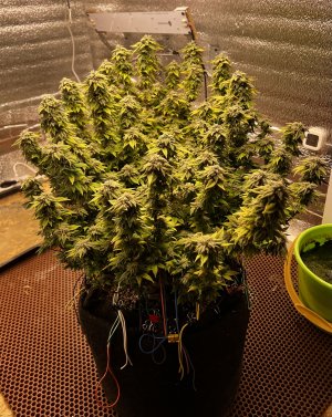 98EBA25A-5D49-47CD-A68B-77D7115712EC.jpeg 98EBA25A-5D49-47CD-A68B-77D7115712EC.jpeg