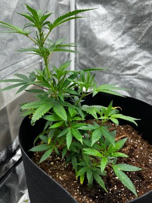 8B169101-CB77-421F-9EA8-AAD263A29DD1.jpeg 8B169101-CB77-421F-9EA8-AAD263A29DD1.jpeg