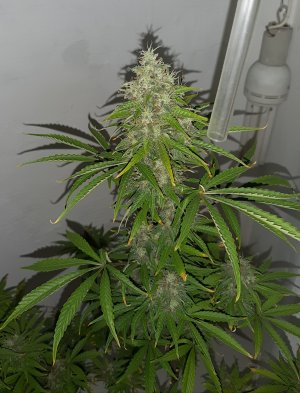 20230317_143554.jpg 20230317_143554.jpg