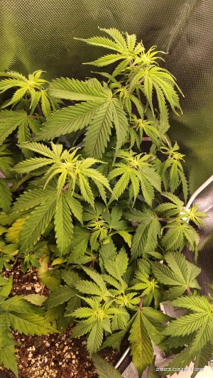 IMG_20230318_112917.jpg IMG_20230318_112917.jpg