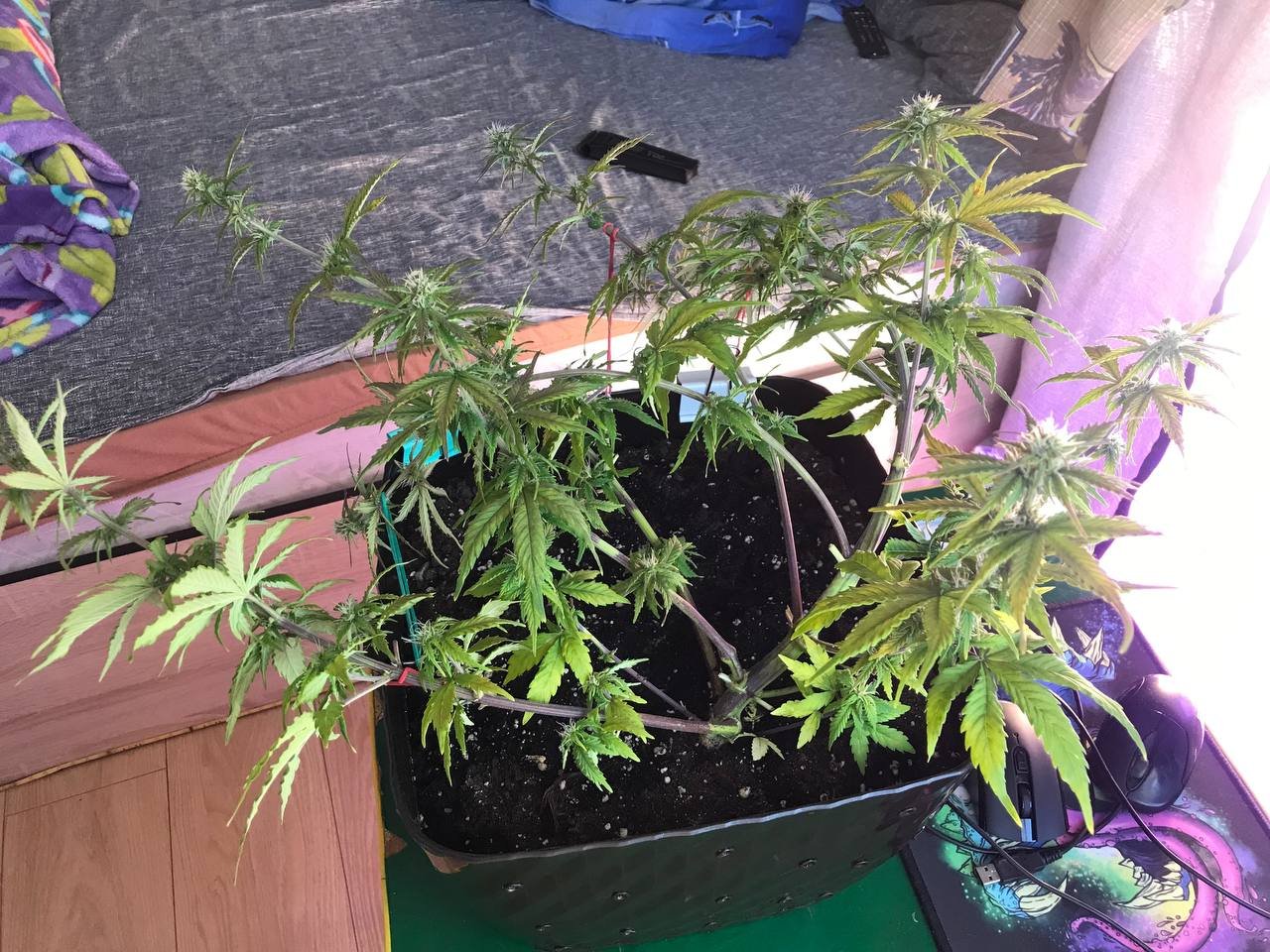 IMG_20230319_093940_895.jpg IMG_20230319_093940_895.jpg