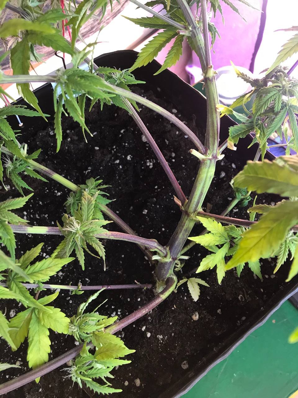 IMG_20230319_094004_424.jpg IMG_20230319_094004_424.jpg