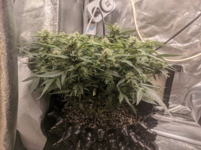 IMG_20230320_171020_205.jpg IMG_20230320_171020_205.jpg