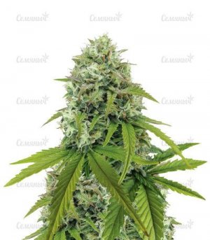 Zkittlez-Auto.jpg Zkittlez-Auto.jpg