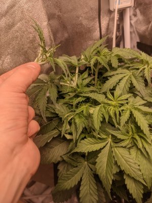 IMG_20230320_220209617.jpg IMG_20230320_220209617.jpg