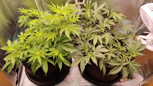 IMG_20230321_080751.jpg IMG_20230321_080751.jpg