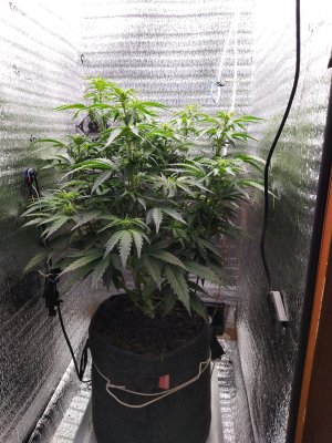 IMG_20230322_083157.jpg IMG_20230322_083157.jpg