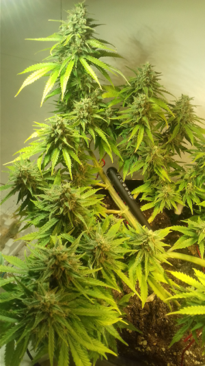 Лалах.png Лалах.png