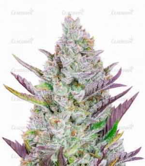 wedding-glue.jpg wedding-glue.jpg