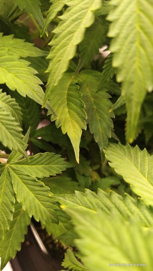 IMG_20230323_225814.jpg IMG_20230323_225814.jpg