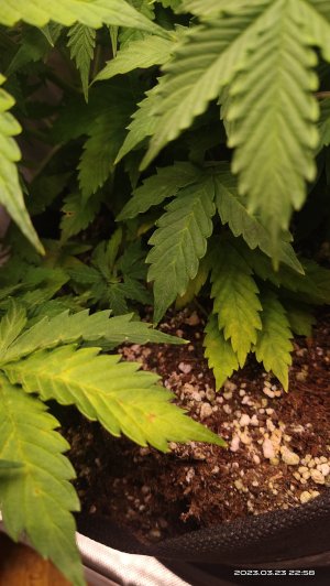 IMG_20230323_225821.jpg IMG_20230323_225821.jpg