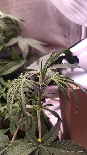 IMG_20230323_225840.jpg IMG_20230323_225840.jpg