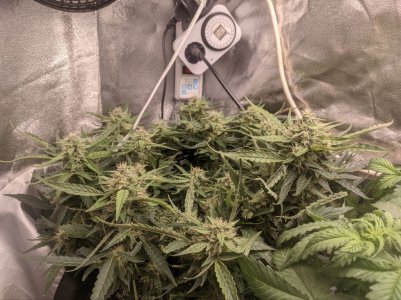 IMG_20230324_232957_211.jpg IMG_20230324_232957_211.jpg