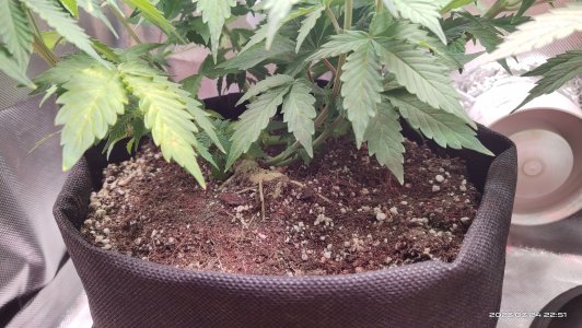 IMG_20230324_225105.jpg IMG_20230324_225105.jpg